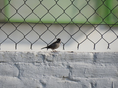 Passer domesticus