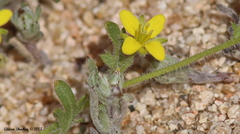 Tropidocarpum gracile