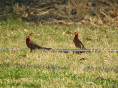 Haemorhous mexicanus