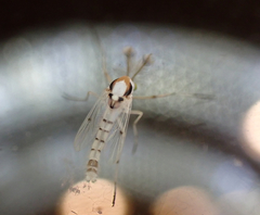 Coelotanypus concinnus