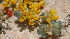 Acmispon argophyllus