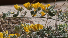 Acmispon argophyllus
