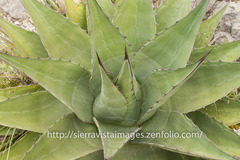Agave gentryi