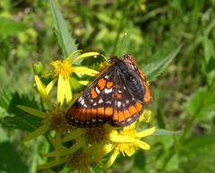 Euphydryas gillettii