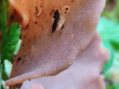 Dissingia crassitunicata