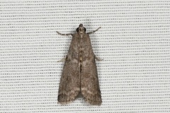 Oreana unicolorella