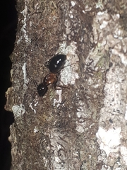 Camponotus barbaricus