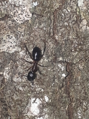 Camponotus barbaricus