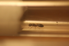 Pheidole bicarinata
