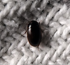 Cymbiodyta bifidus