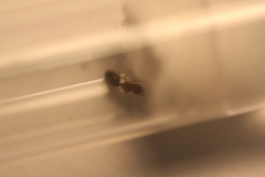Pheidole bicarinata