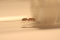 Pheidole bicarinata