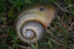 Pomacea paludosa