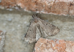 Diplopseustis perieresalis