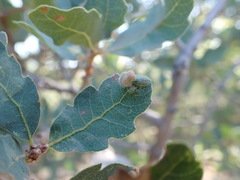 Aceria trichophila
