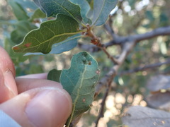 Aceria trichophila