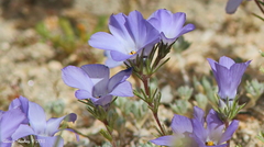 Linanthus parryae