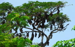 Pteropus giganteus