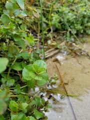 Erythranthe michiganensis