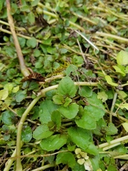 Erythranthe michiganensis