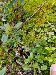 Erythranthe michiganensis