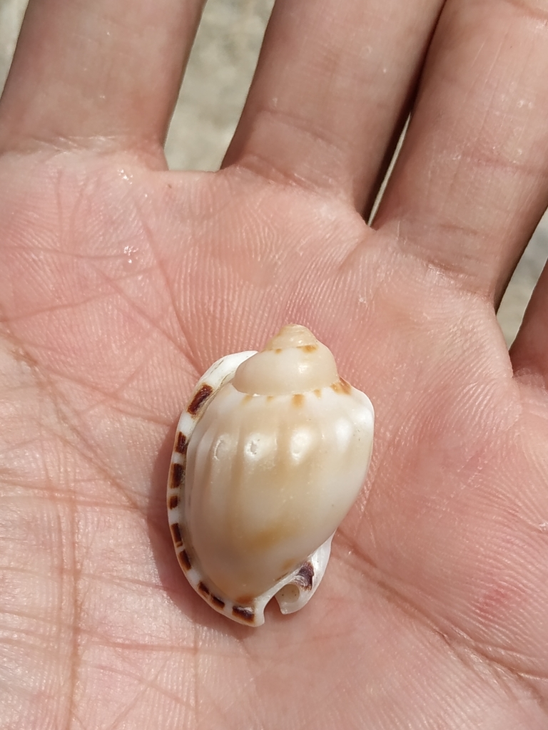 Casmaria erinaceus