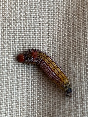 Oedemasia concinna