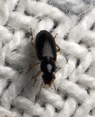 Stenolophus ochropezus
