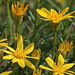 Ericameria linearifolia - Photo (c) Nature Ali,  זכויות יוצרים חלקיות (CC BY-NC-ND), הועלה על ידי Nature Ali