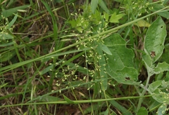 Dichanthelium scribnerianum