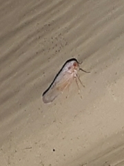 Omolicna