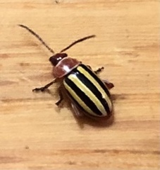 Disonycha admirabila