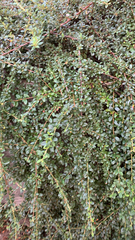 Cotoneaster × suecicus