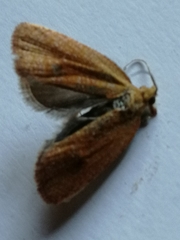 Celypha rufana