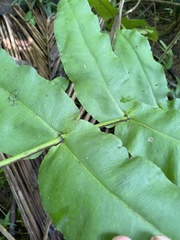 Hemidictyum marginatum