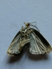 Celypha rufana