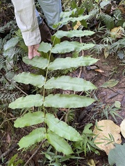 Hemidictyum marginatum