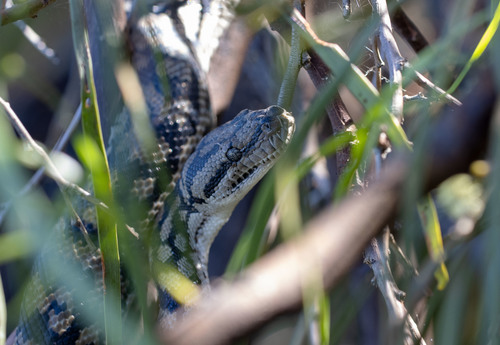 Inland Carpet Python sighting