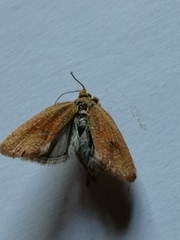 Celypha rufana