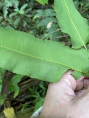 Hemidictyum marginatum