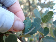 Aceria trichophila