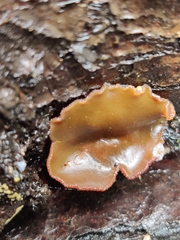 Peziza oliviae