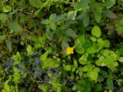 Erythranthe michiganensis