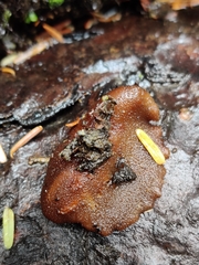 Peziza oliviae