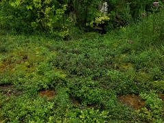 Erythranthe michiganensis