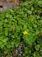 Erythranthe michiganensis