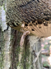 Boyeria vinosa