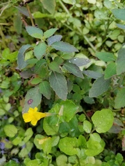 Erythranthe michiganensis