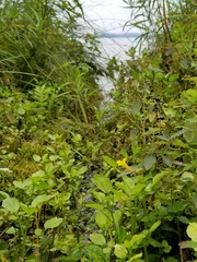 Erythranthe michiganensis