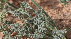 Lomatium mohavense